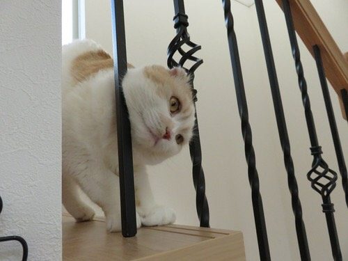 猫,にゃんこ,かわいい,写真