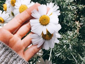 白い花, 手, 草原