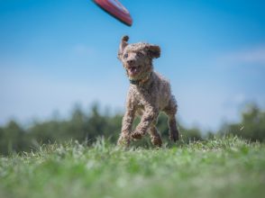 草原, 犬, フリスビー