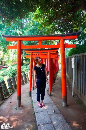 たかのさんぽ,根津神社,神社,高野茂,尾身綾子