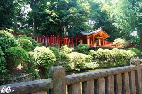 たかのさんぽ,根津神社,神社,高野茂,尾身綾子