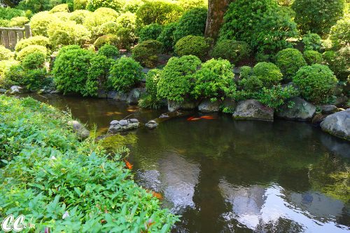 たかのさんぽ,根津神社,神社,高野茂,尾身綾子