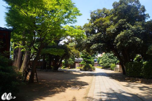 たかのさんぽ,根津神社,神社,高野茂,尾身綾子