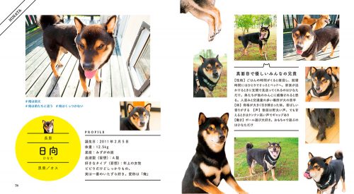Instagram,インスタ,SNS,人気,柴犬,3兄弟,ひなあおそら