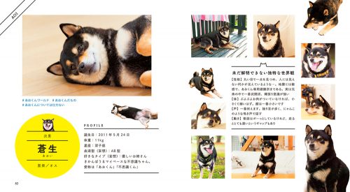 Instagram,インスタ,SNS,人気,柴犬,3兄弟,ひなあおそら