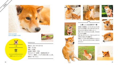 Instagram,インスタ,SNS,人気,柴犬,3兄弟,ひなあおそら