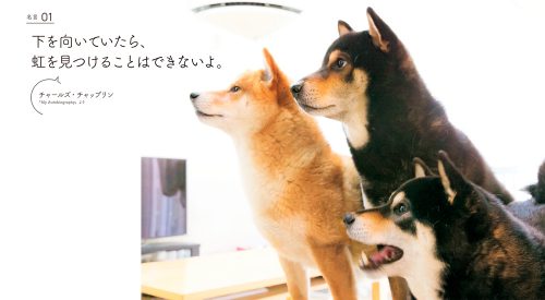 Instagram,インスタ,SNS,人気,柴犬,3兄弟,ひなあおそら