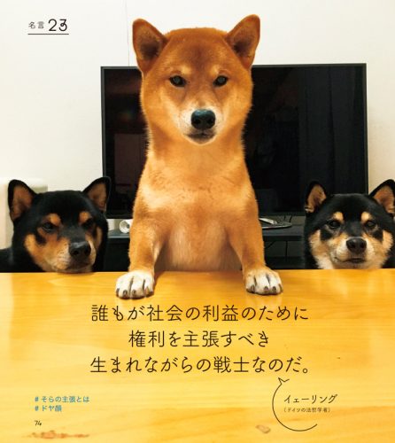 Instagram,インスタ,SNS,人気,柴犬,3兄弟,ひなあおそら