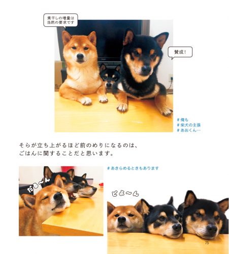 Instagram,インスタ,SNS,人気,柴犬,3兄弟,ひなあおそら