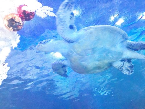 CanCam it girl,搗宮姫奈,しながわ水族館