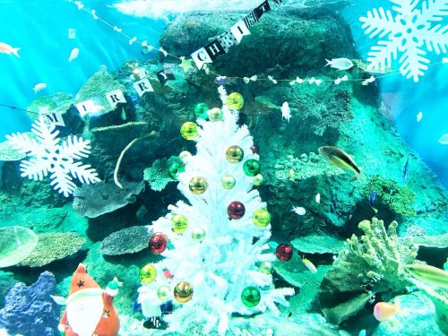 CanCam it girl,搗宮姫奈,しながわ水族館