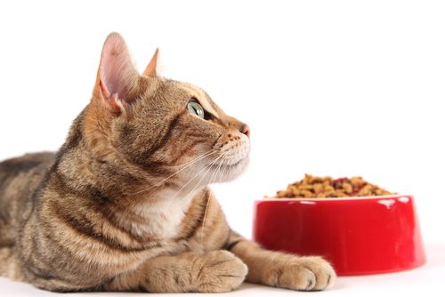 猫,人気,種類,柄,調査,猫の日