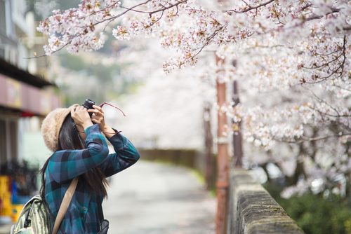 お花見