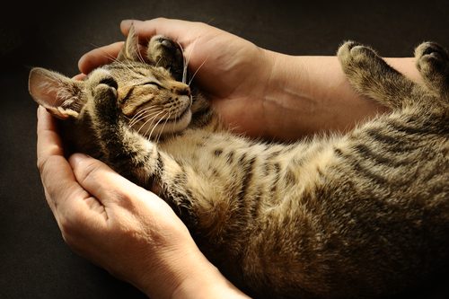 猫,人気,種類,柄,調査,猫の日