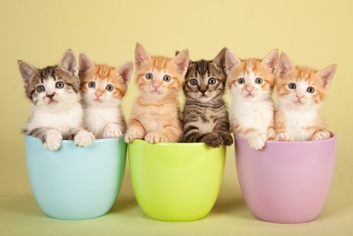 猫,人気,種類,柄,調査,猫の日