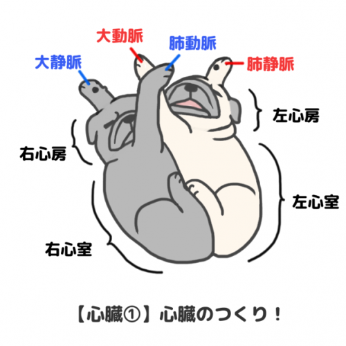 パグによる「心臓のつくり」解説図