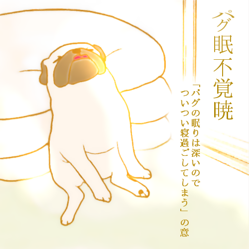 パグ眠不覚暁