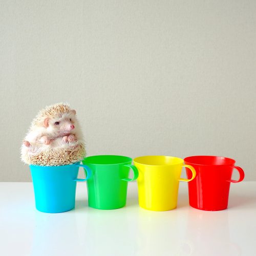 ハリネズミインスタグラマー「マシューくん」