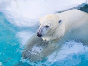 白クマ冷えてます