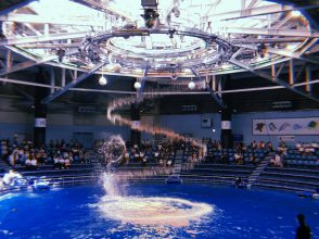 水族館、品川、イルカショー
