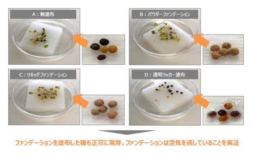 ファンデ発芽実験
