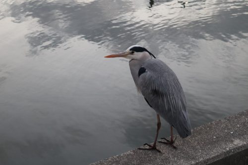 京都の朝