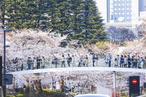 ミッドタウン,お花見