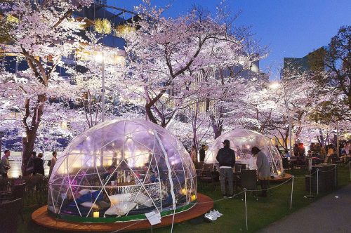 ミッドタウン,夜桜,リッツカールトン