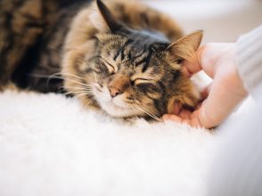 愛猫