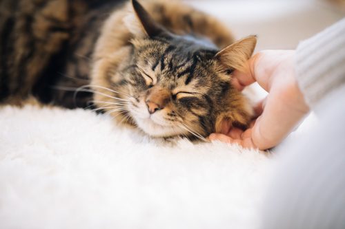 愛猫
