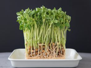 豆苗