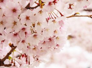桜、花見
