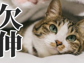 欠伸
