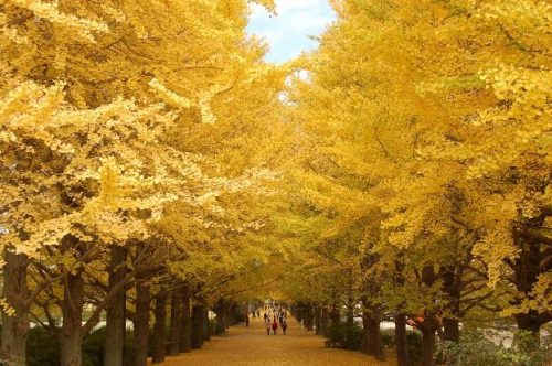 国営昭和記念公園