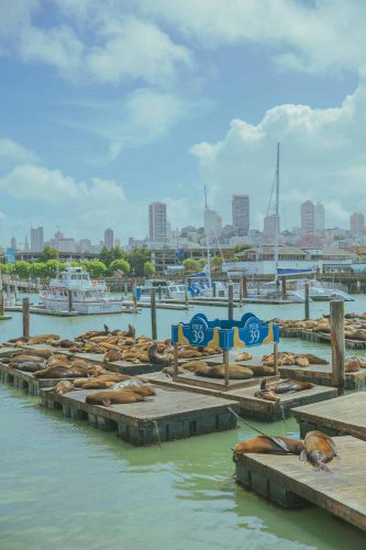 サンフランシスコ　PIER 39　アシカ