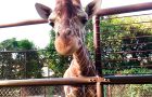 野毛山動物園