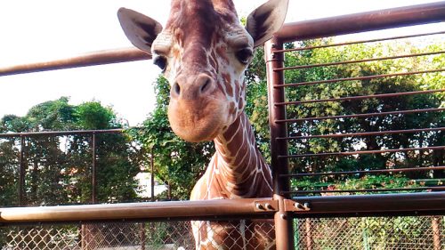 野毛山動物園