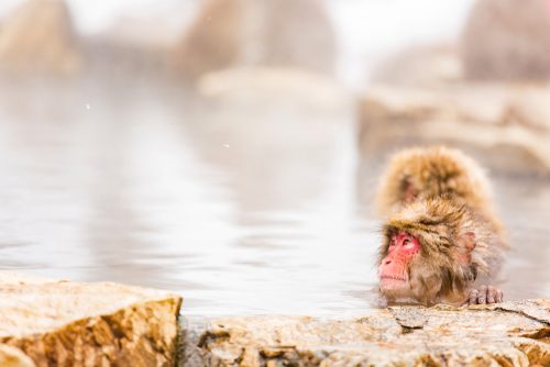 温泉に入るさる