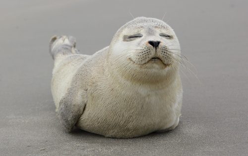 あざらし