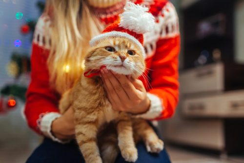 おうちクリスマスにゃんこ