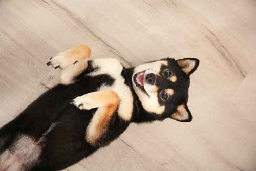 犬と遊ぶ