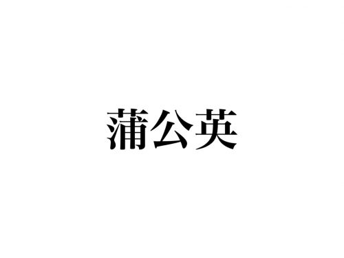 蒲公英