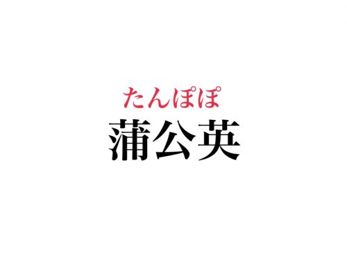 蒲公英の読み方