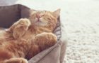 昼寝する猫