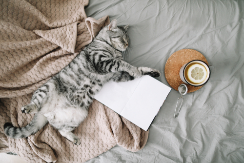 睡眠のコツ