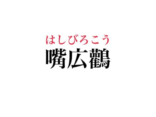 「嘴広鸛」読めますか？密かなファンも多いあの鳥のこと♡