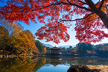 奈良公園