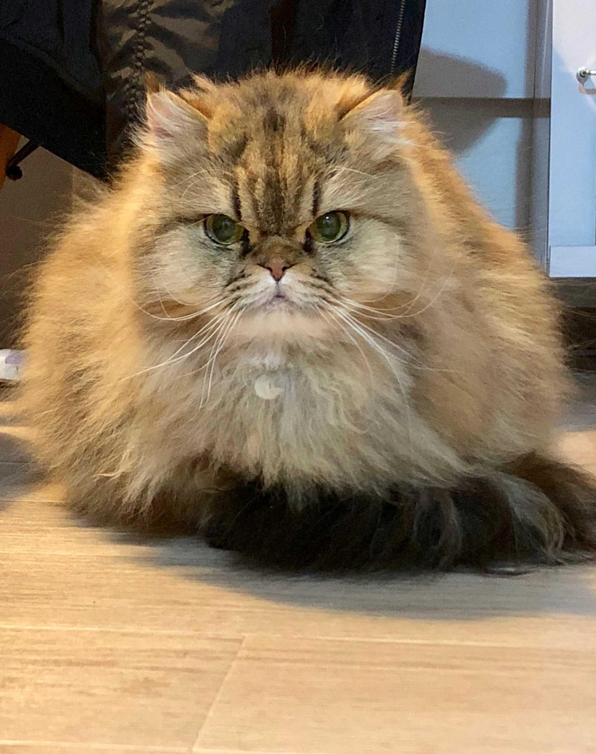 トラちゃん、BIGになる｜今日も猫に飼われてます。vol.218 - CanCam.jp