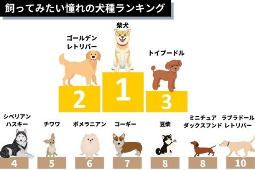 買ってみたい憧れの犬種ランキング