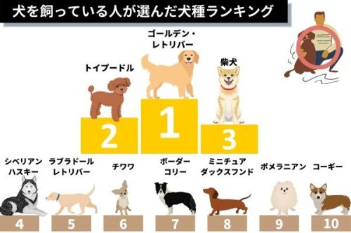犬を飼っている人が選ぶ憧れの犬種ランキング